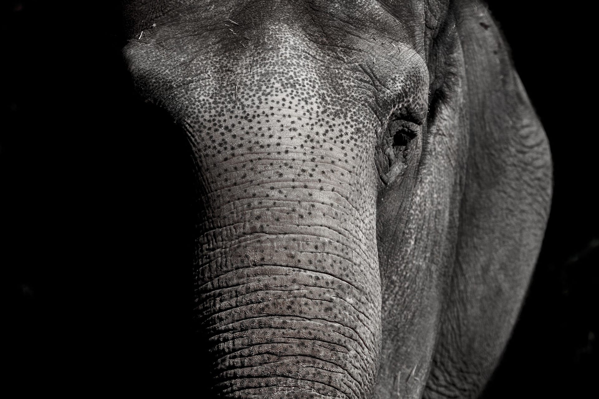 Pachyderm